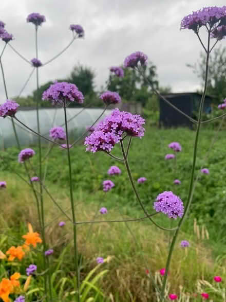 Photo of free Hardy perennial plants (Shirley CR0) #1