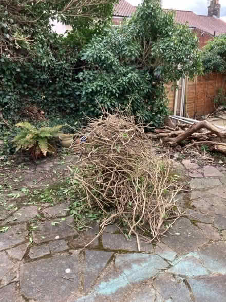 Photo of free Big pile of sticks (Norwich NR2) #1