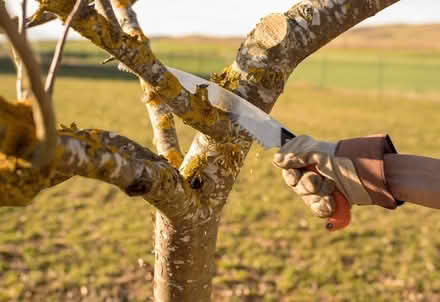 Photo of Birch pear appletree willow DIYproj (Dublin) #2