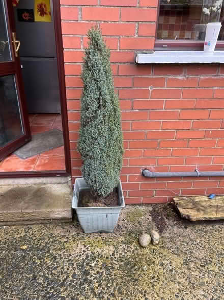 Photo of free Evergreen tree (BT6) #1