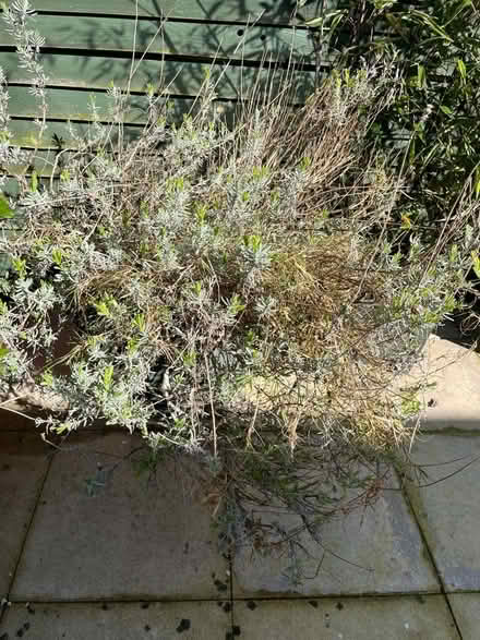 Photo of free Lavender bush (BT6) #1