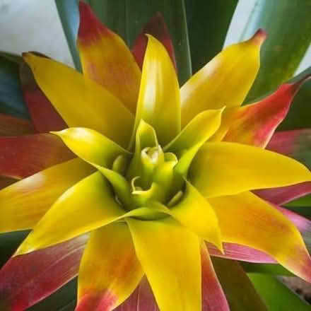 Photo of free Bromeliad house plant (Bransholme HU7) #2