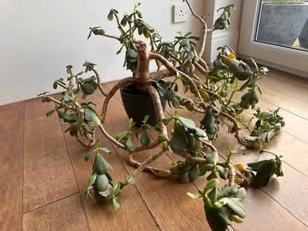 Photo of free Money plant in need of rescue (Greystones S11) #1