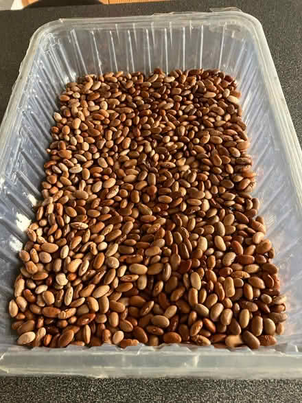 Photo of free Beans - purple bean variety (Ashchurch GL20) #1