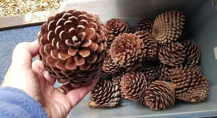 Photo of free Large Pinecones (Stubbington PO14) #3