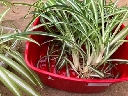 Photo of free Spider Plant Babies, Roots in Water (CV22 Bilton) #2