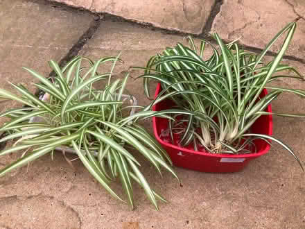 Photo of free Spider Plant Babies, Roots in Water (CV22 Bilton) #1