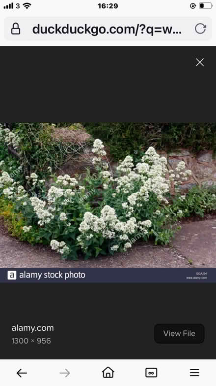 Photo of free Baby valarain plants (Wigmore HR6) #2