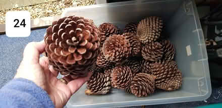 Photo of free Large Pinecones (Stubbington PO14) #1