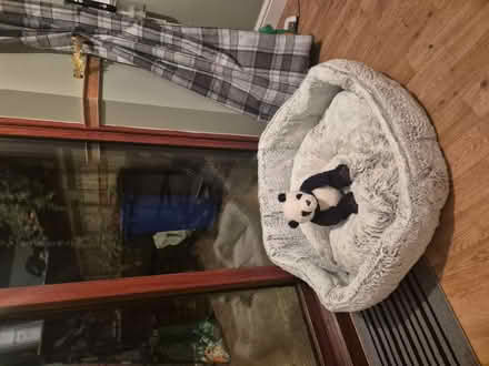 Photo of free Dog bed (YO15, south side) #1