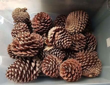 Photo of free Large Pinecones (Stubbington PO14) #2