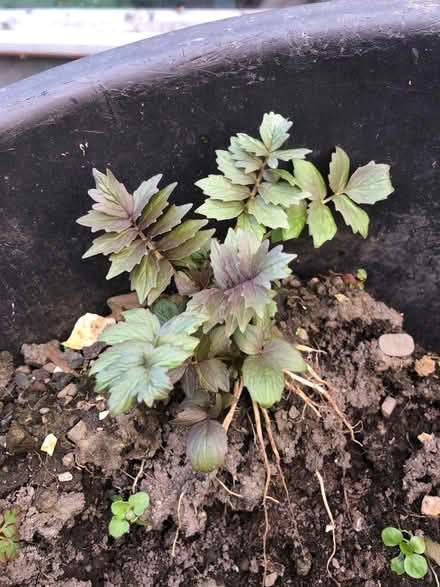 Photo of free Baby valarain plants (Wigmore HR6) #1