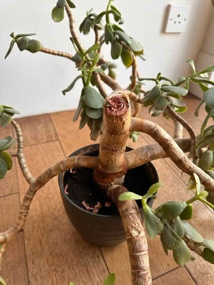 Photo of free Money plant in need of rescue (Greystones S11) #2