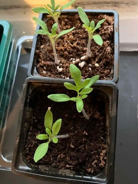 Photo of free Tomato plant seedlings 🌱 (Waddon) #1