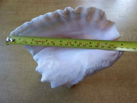 Photo of free Large conch shell (Fareham PO15) #2