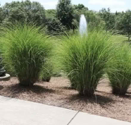 Photo of Ornamental Grass or similar (Vienna Hunter Mill) #3
