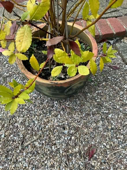 Photo of free Collection of large plant pots (Four Crosses, SY22) #4