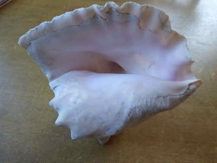 Photo of free Large conch shell (Fareham PO15) #1