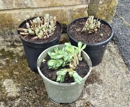 Photo of free Garden plants (Kingsway) #2