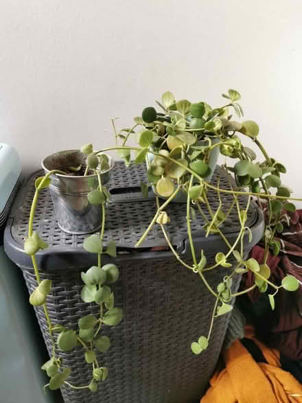 Photo of free Two plants (Eastbourne) #1
