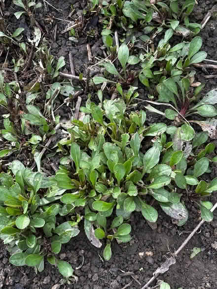 Photo of free Shasta Daisies (Ashford, Surrey TW15) #2