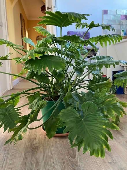 Photo of free Large houseplant - philodendron (Eskbank EH22) #3