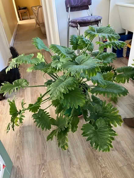 Photo of free Large houseplant - philodendron (Eskbank EH22) #2