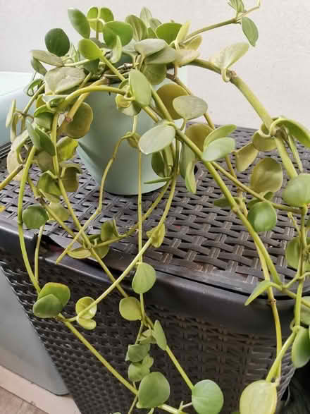 Photo of free Two plants (Eastbourne) #4