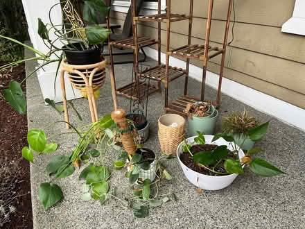 Photo of free Plants (Tukwila off of macadam rd s) #3