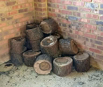 Photo of free Logs (Bagshot GU19) #1