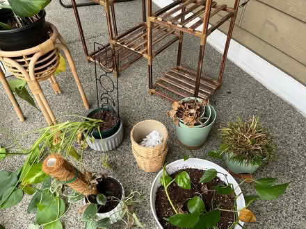 Photo of free Plants (Tukwila off of macadam rd s) #4