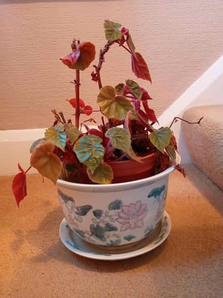Photo of free Ceramic pot, saucer and plant (Wavertree, L15) #1