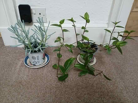 Photo of free Two Indoor Plants (Lark Lane Area L17) #1