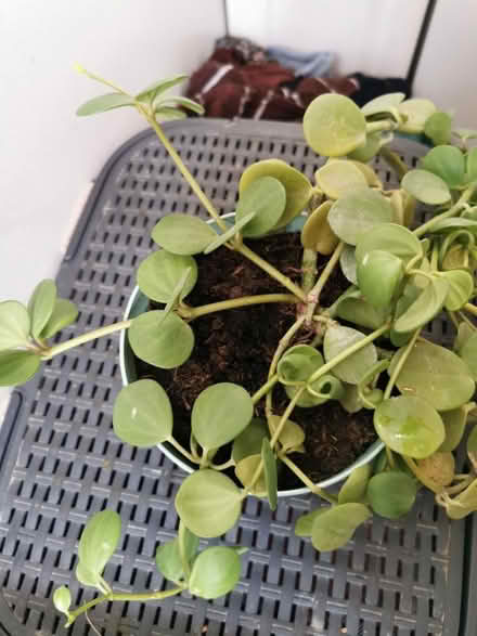 Photo of free Two plants (Eastbourne) #3