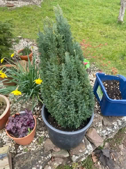 Photo of free Small conifer specimen (BS16) #1