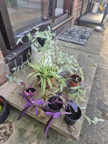 Photo of free Various house plant cuttings (YO15, south side) #1