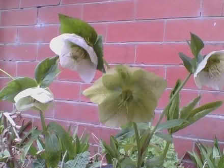 Photo of free Hellebore seedlings (Heaton Mersey SK4) #1