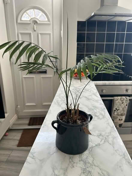 Photo of free Palm plant in pot (Far Cotton, Northampton) #1