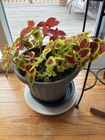 Photo of free Various houseplants (Haddon Township) #1