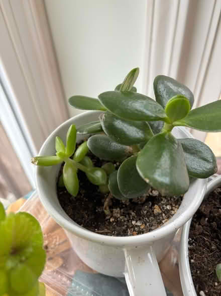 Photo of free Various houseplants (Haddon Township) #4