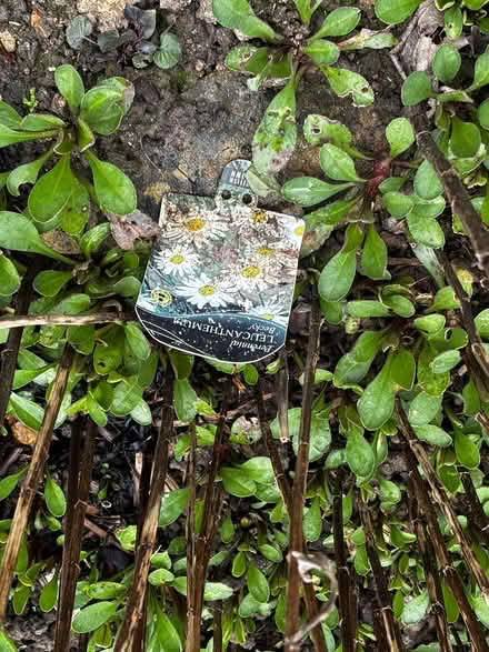 Photo of free Shasta Daisies (Ashford, Surrey TW15) #1