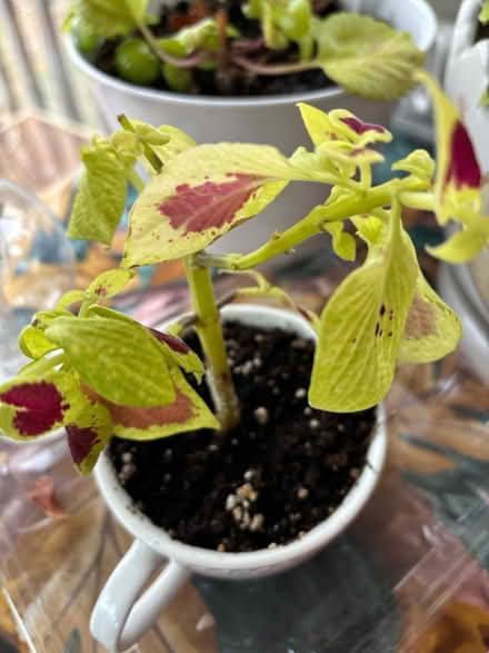 Photo of free Various houseplants (Haddon Township) #2