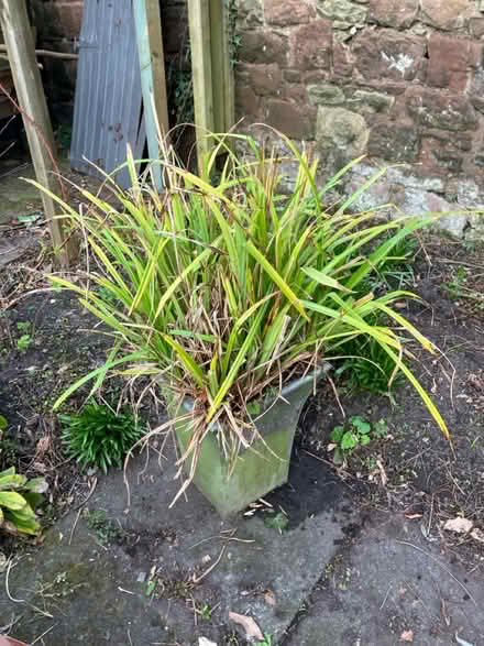 Photo of free Large pot of ornamental grass (Woolton L25) #1