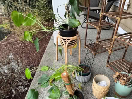 Photo of free Plants (Tukwila off of macadam rd s) #2