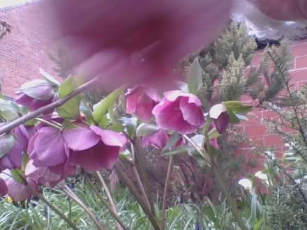 Photo of free Hellebore seedlings (Heaton Mersey SK4) #2