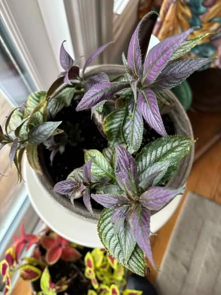 Photo of free Various houseplants (Haddon Township) #3