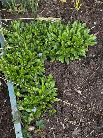 Photo of free Forget-me-nots (Ashford, Surrey TW15) #1