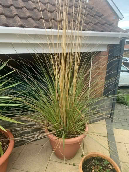 Photo of free Pampas grass (Belfast BT8) #1