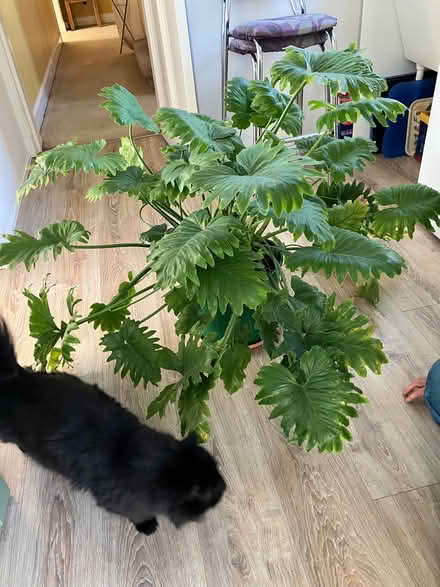 Photo of free Large houseplant - philodendron (Eskbank EH22) #1