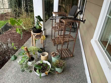 Photo of free Plants (Tukwila off of macadam rd s) #1